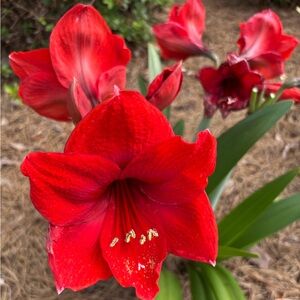 Red and white Amaryllis bulbs with large colorful blooms.